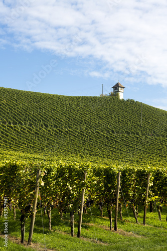 Weinberg mit Türmchen photo