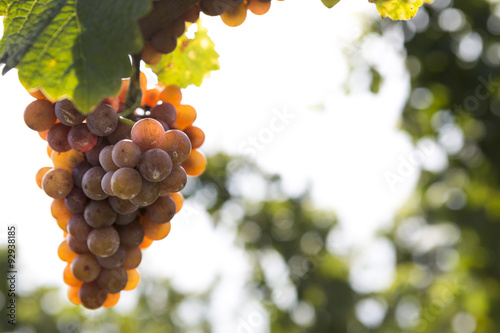 Trauben am Weinstock