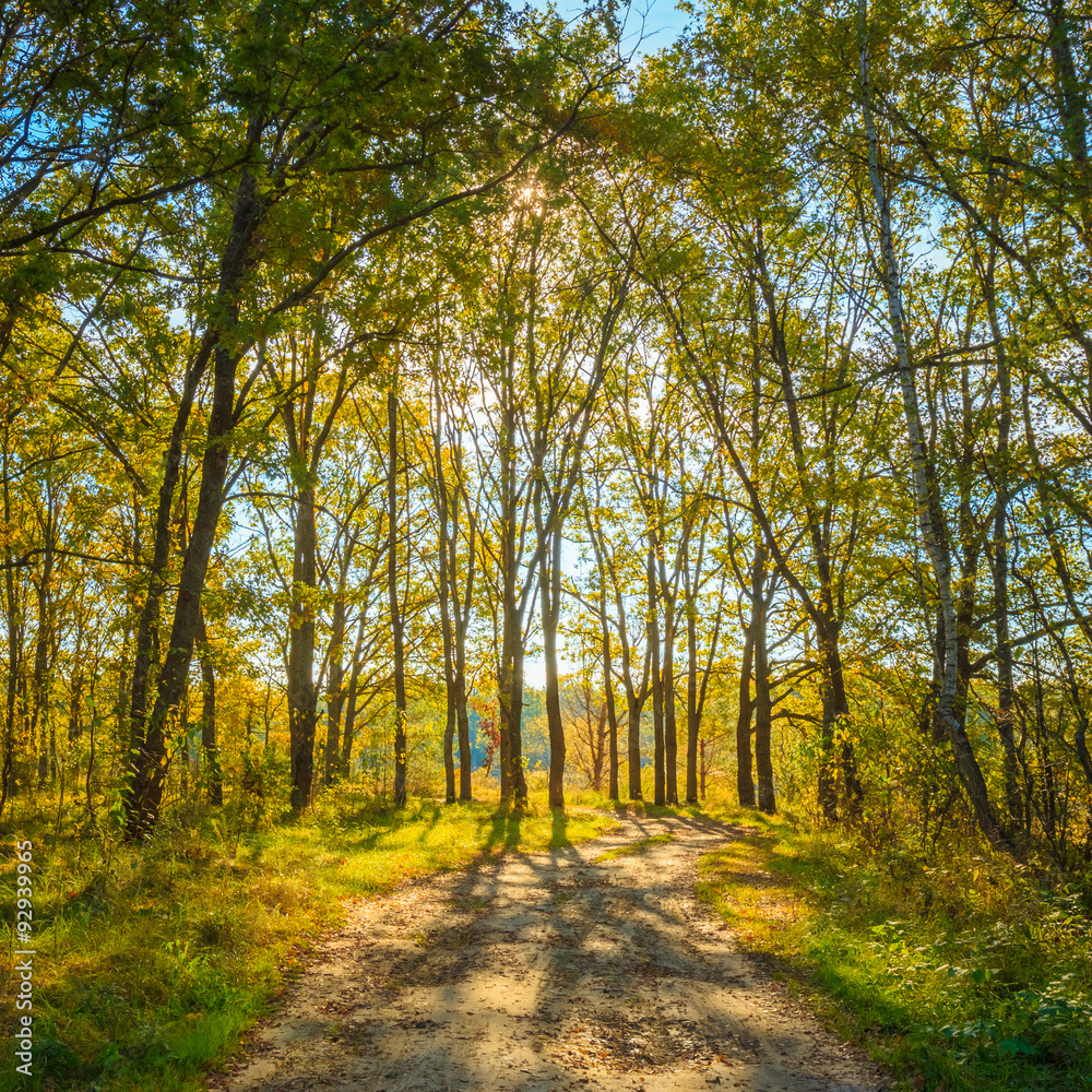 Fototapeta premium Sunny Day In Autumn Sunny Forest Trees, Green Grass. Nature Wood