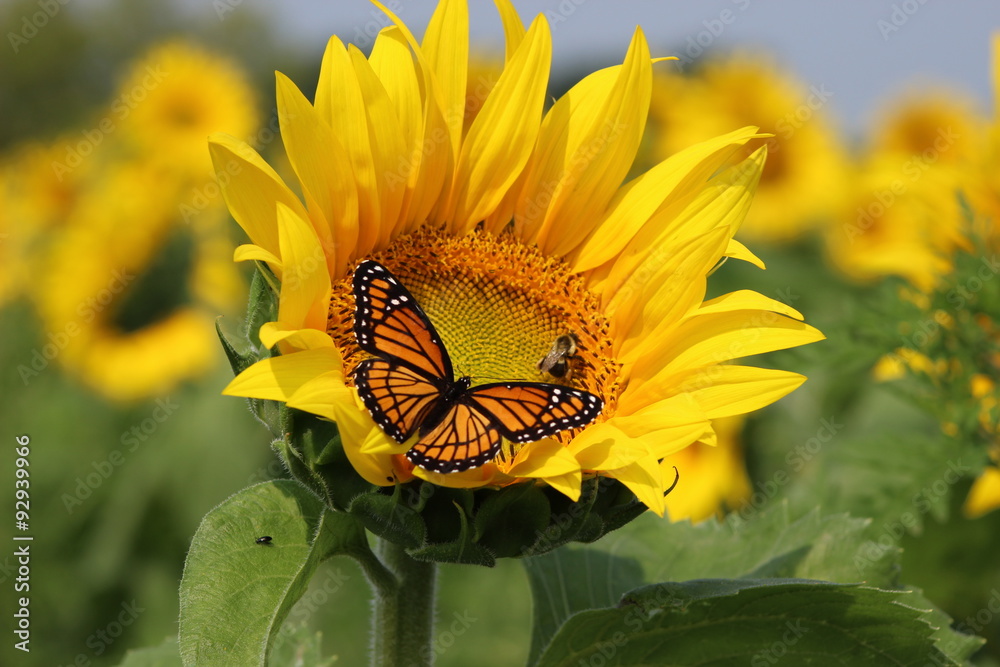 Naklejka premium Monarch on a sunflower