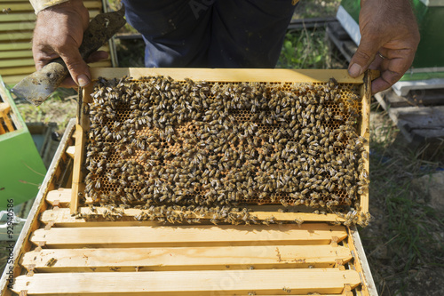 Beekeeper holding a honeycomb