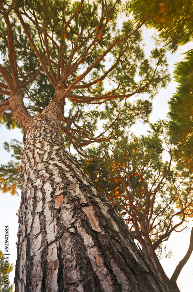 Fototapeta premium Baum
