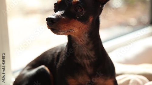 Zwergpinscher geht ins Körbchen