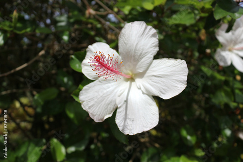 White hibiscus flower