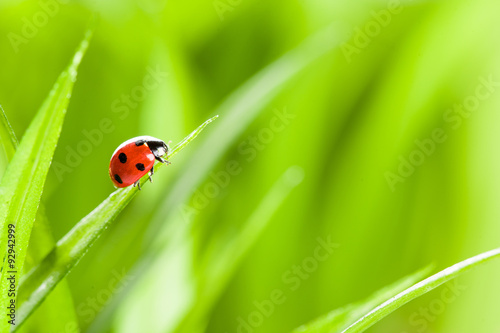 Ladybug on Grass Over Green Bachground