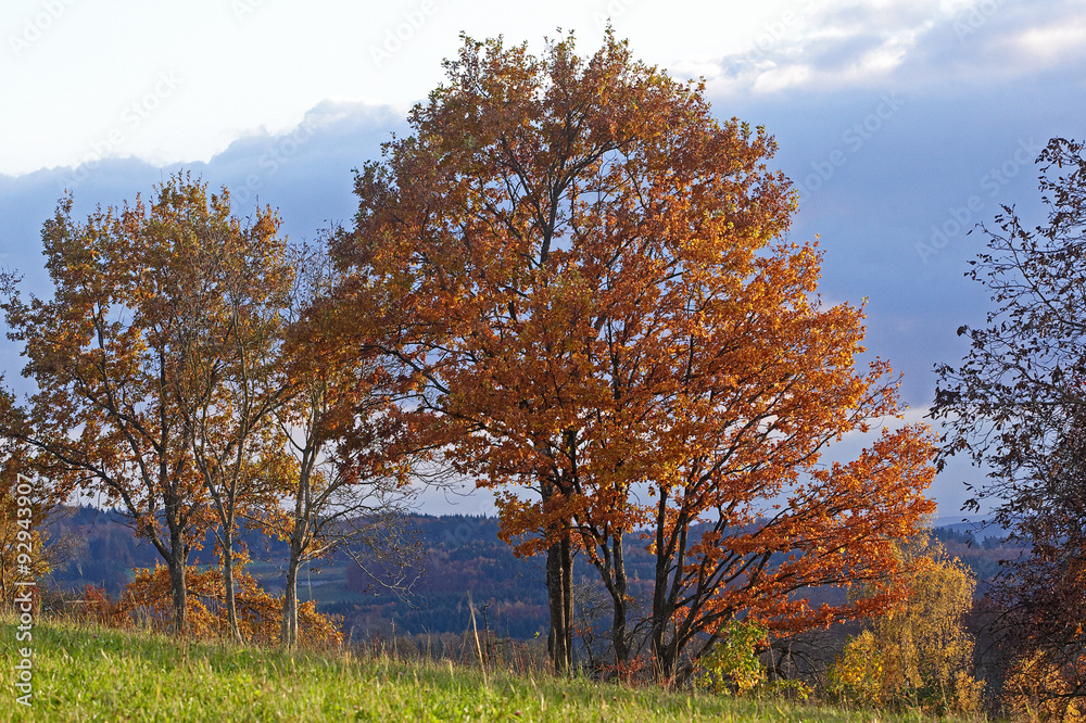 HebstWald HebstWald