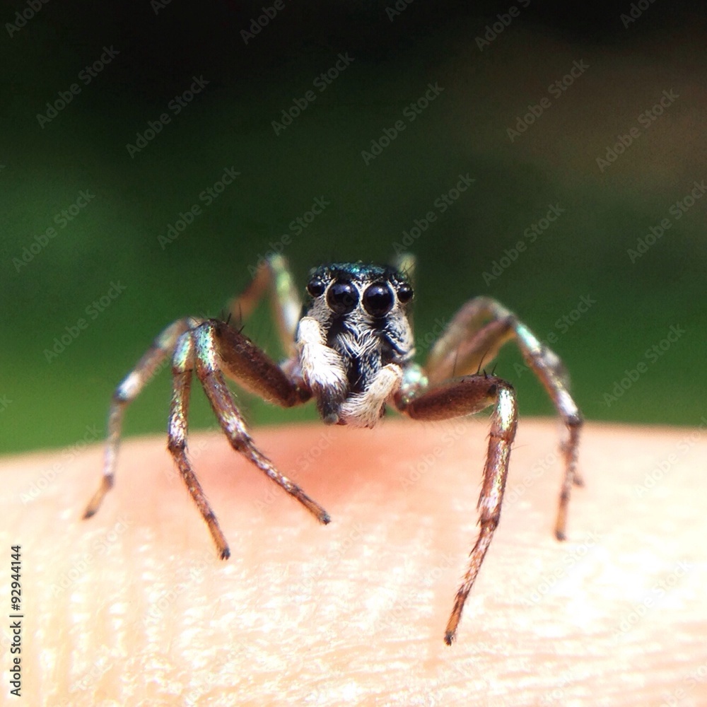 tiny jumping spider tiny jumping spider