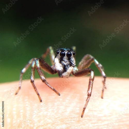 tiny jumping spider 