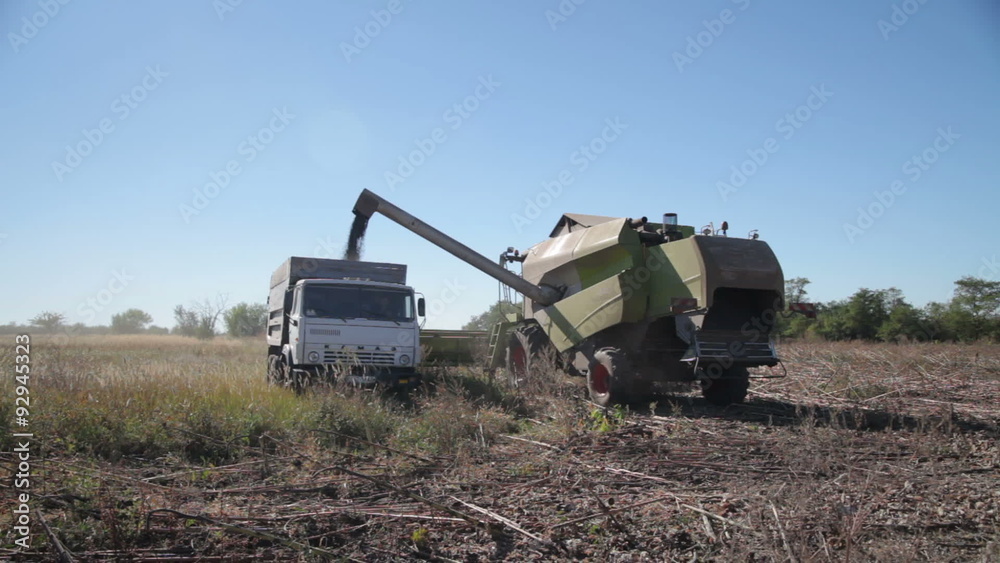 Harvester Unloads Grain Sunflower in The Truck Harvester Unloads Grain Sunflower in The Truck