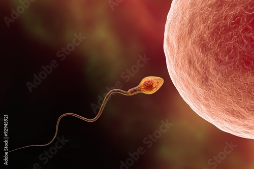 Fertilization. Insemination of human egg cell by sperm cell photo