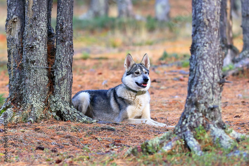 Hunting laika in the Siberian wood