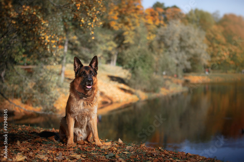 Dog breed German Shepherd walking in autumn park