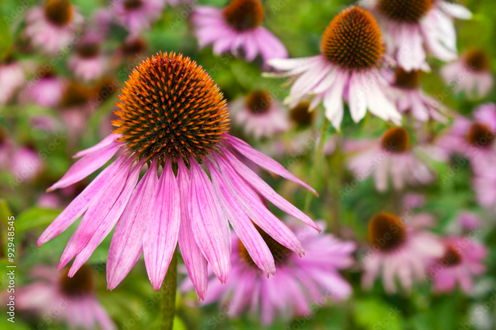 Echinacea Echinacea