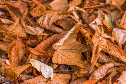 Dry fallen leaves in autumn