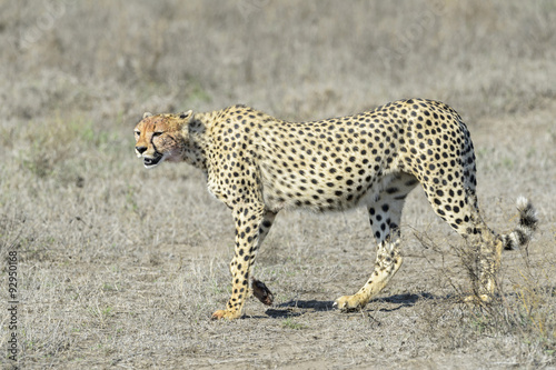 Cheetah (Acinonyx jubatus) walking on savanna, Serengeti national park, Tanzania.