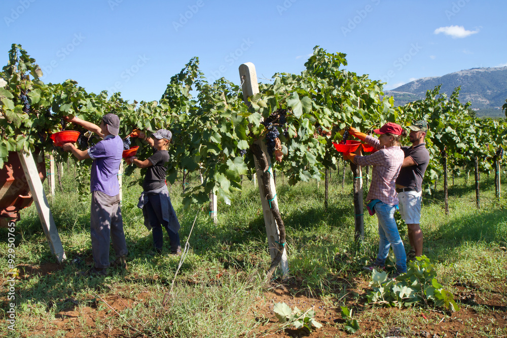 harvesting time