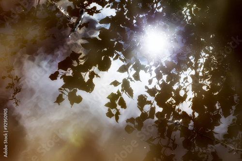 reflection of leaves in a puddle