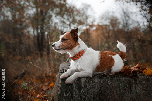 Fototapeta Naklejka Na Ścianę i Meble -  Dog breed Jack Russell Terrier walking in autumn park