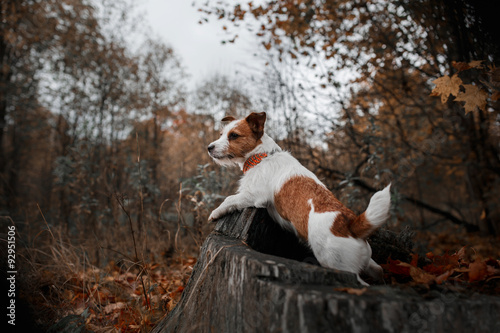 Dog breed Jack Russell Terrier walking in autumn park © annaav