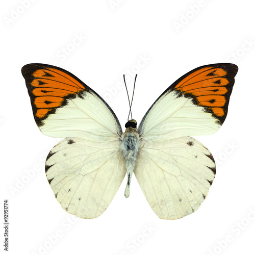 Great Orange Tip butterfly isolated on white © pkproject