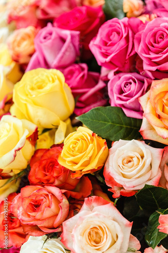 nice roses