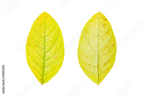 Yellow leaf isolated on white background with Clipping path