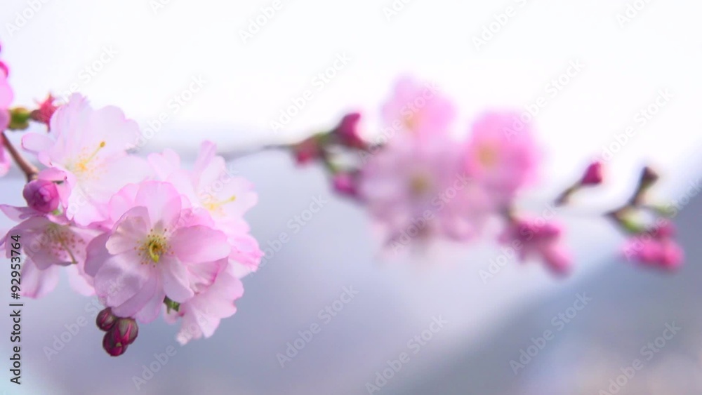Beautiful spring flower close-up. Beauty nature scene with blooming trees Beautiful spring flower close-up. Beauty nature scene with blooming trees