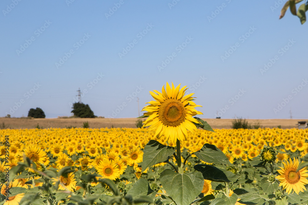 Obraz premium Sunflower