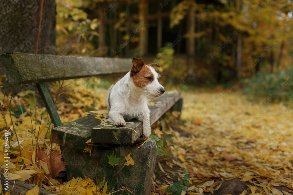 Dog breed Jack Russell Terrier walking in autumn park Dog breed Jack Russell Terrier walking in autumn park