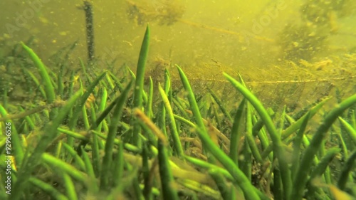 Sedimenting particles falling over bottom-leaved Littorella photo