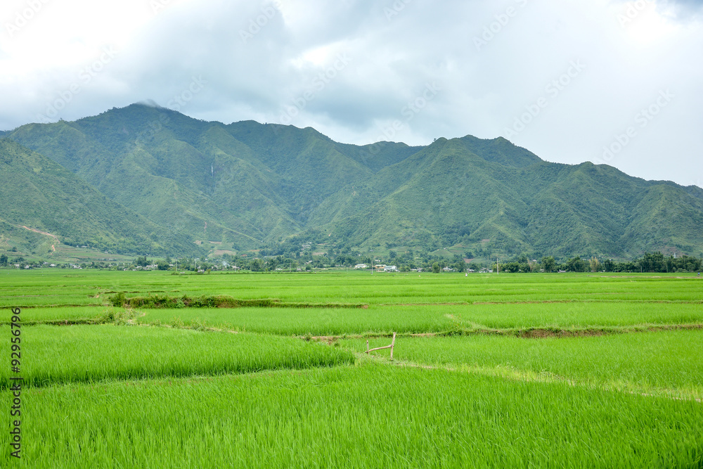 Rice field and mountain landscape