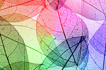 Papier peint photo Nervures de feuilles Multicolor decorative skeleton leaves  © Africa Studio