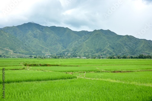 Rice field and mountain landscape