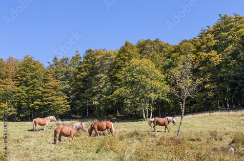 chevaux au pré © Olympixel