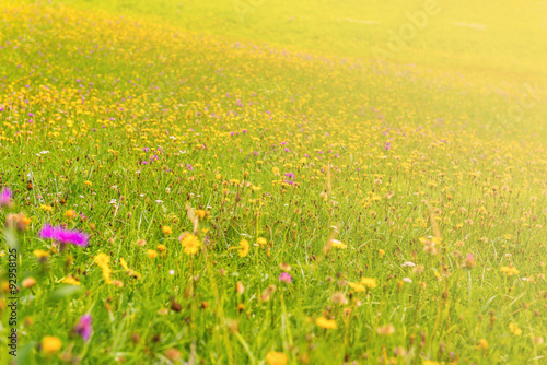 Wildflowers on a meadow in a sunny day © dvoevnore