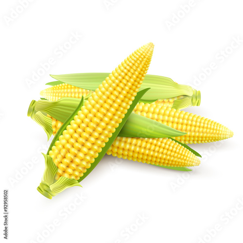 Corn Cobs Realistic