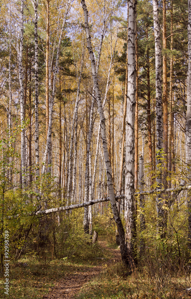 Fototapeta premium Path in the autumn forest among the pines and birches.