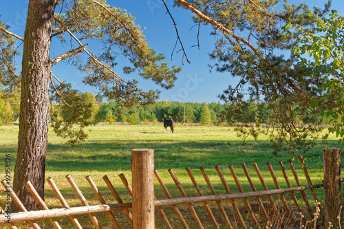 Landscape with Horse photo