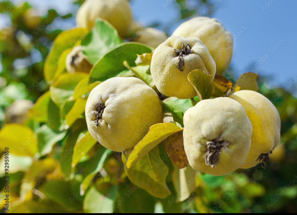 Fototapeta premium Quinces on the Tree