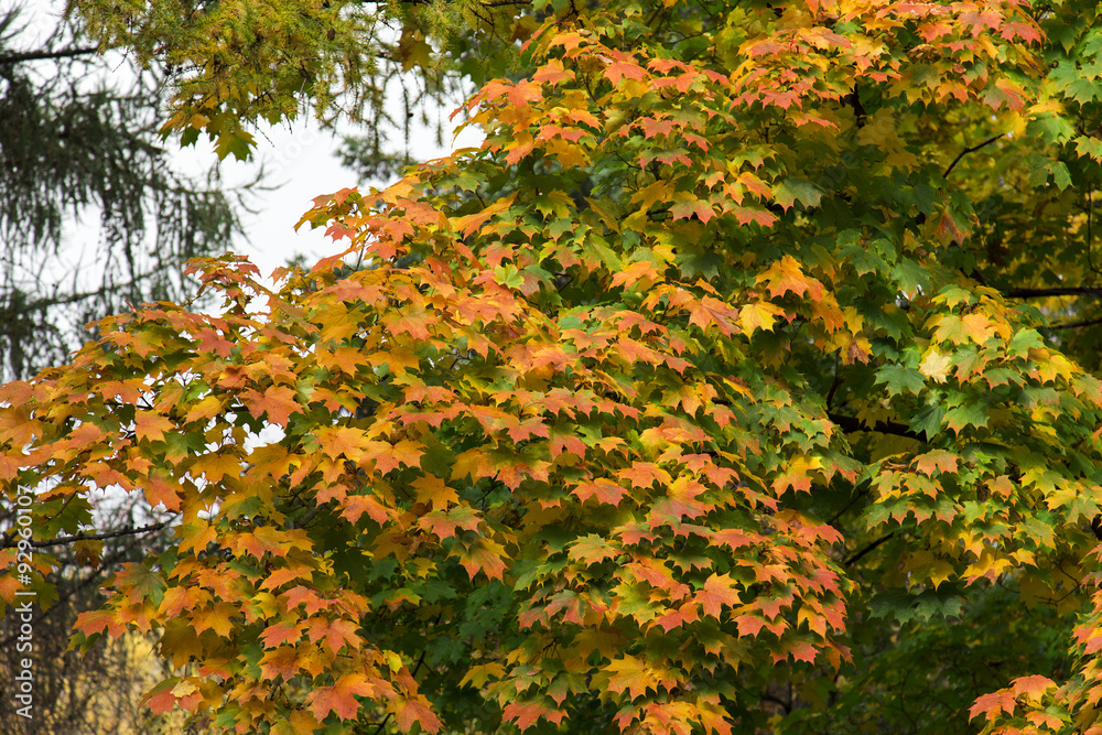 leaves on the white background leaves on the white background