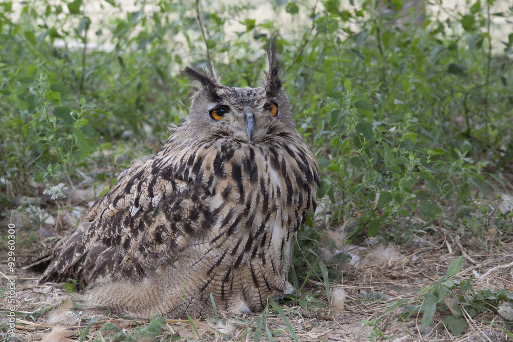 Spotted owl Spotted owl