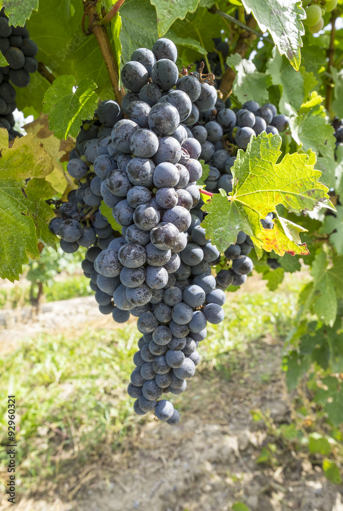 Cabernet Red Wine Grape in a Vineyard