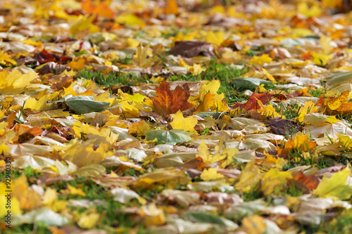 autumn background