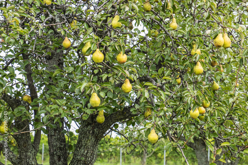 An Abundance of Bosc Pears Hanging on a Tree