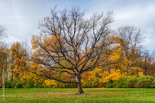 autumn oak