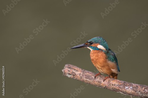 Kingfisher in the sunlight