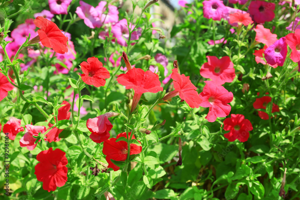 Fresh flowers over green grass background