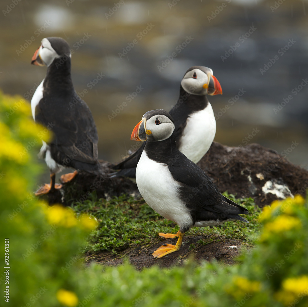 Puffins Puffins