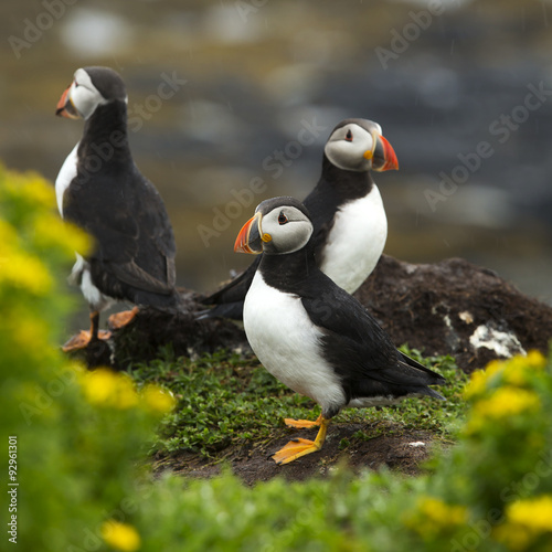 Puffins © pink candy