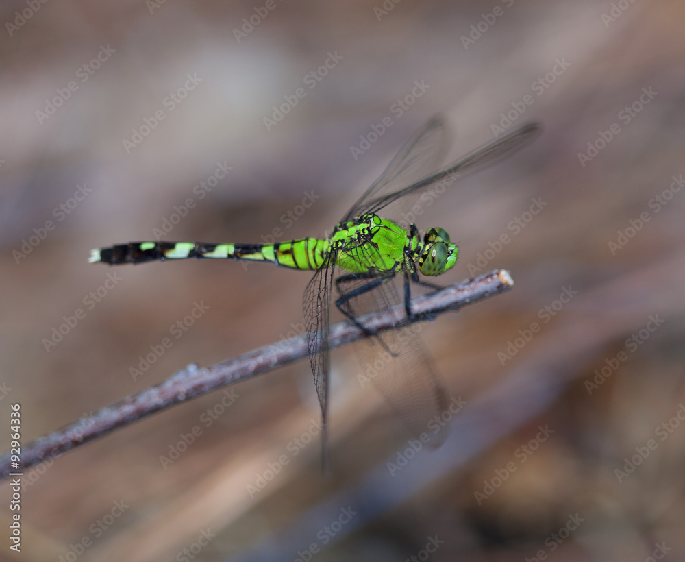 Green insect
